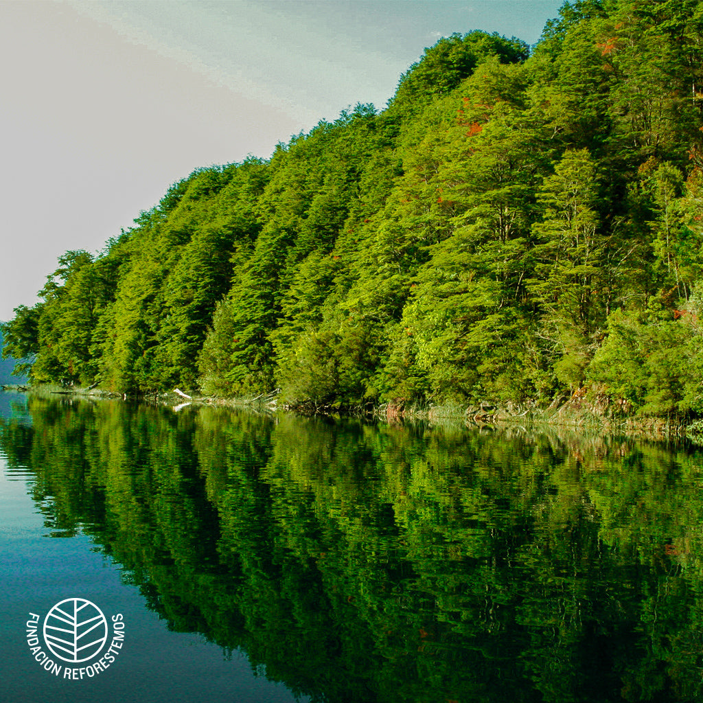 Bosque puur reforestemos